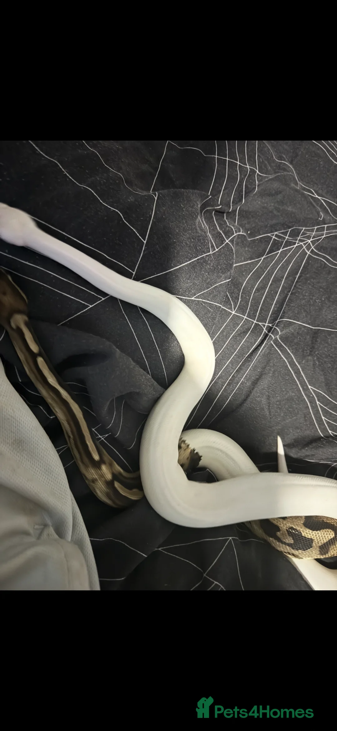 Python Snake reptiles for sale: Two male and female ball pythons - Advert 2