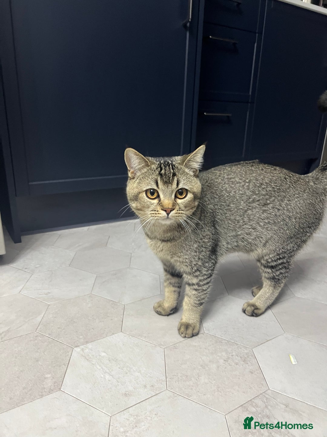 British Shorthair cats for sale: Friendly 6 Month Old Male Kitten - Advert 3