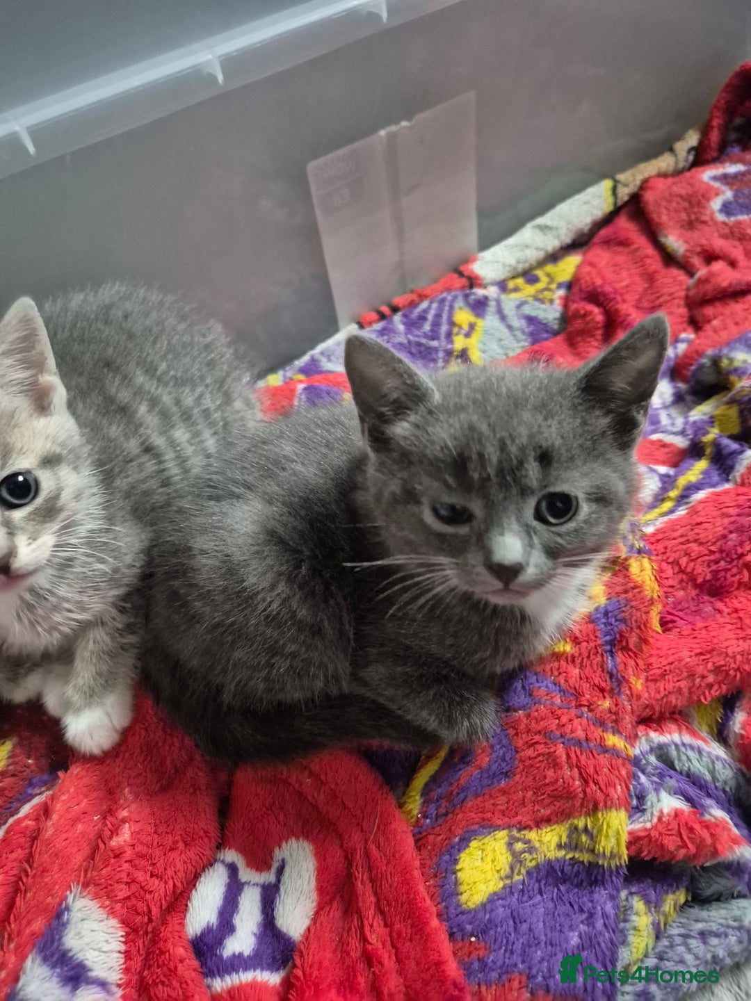 Mixed Breed cats for sale: 3 kittens 2 female 1 male - Image 3
