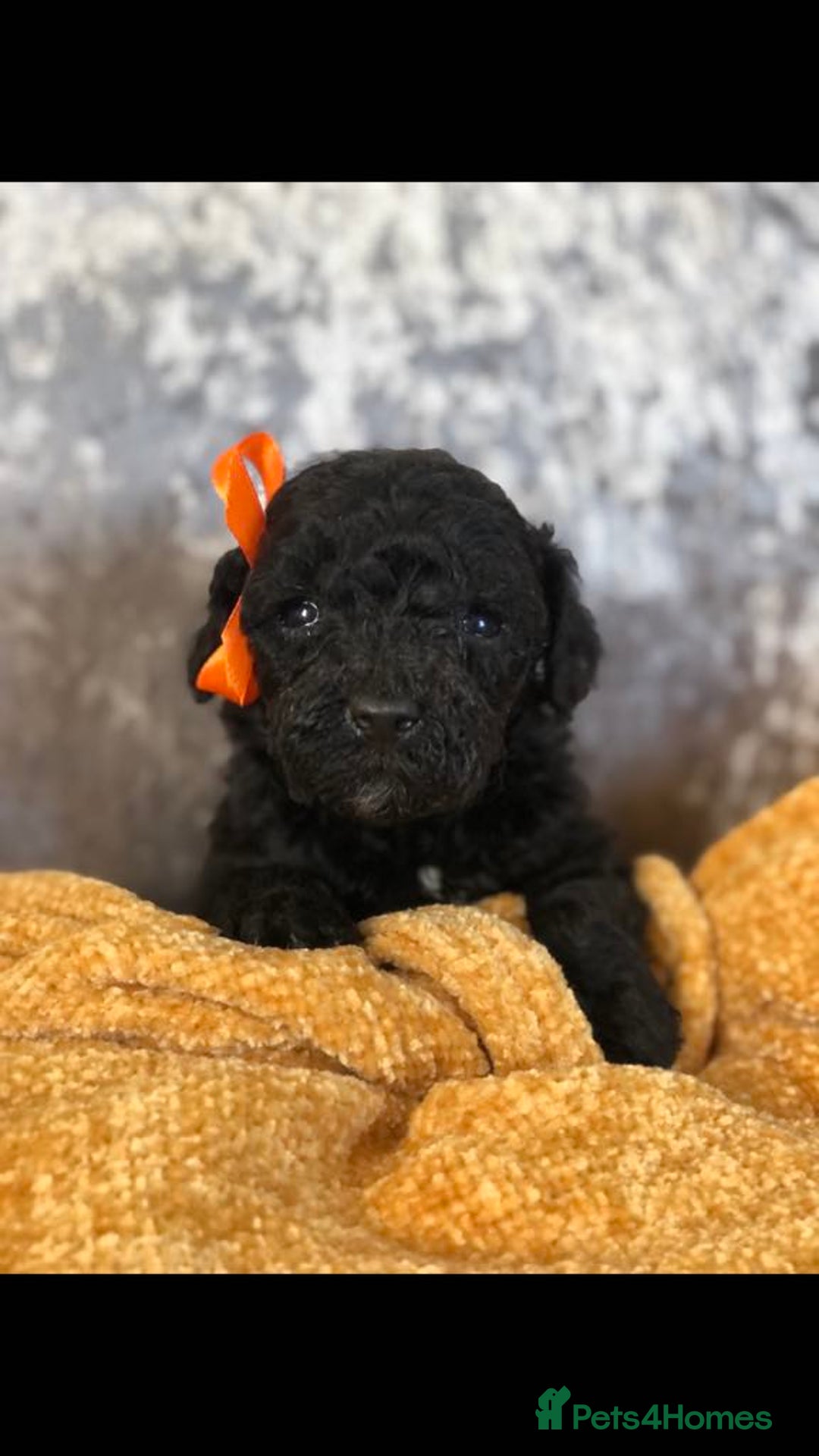 Miniature Poodle dogs for stud: Teddy boy kc registered poodle  in Carlisle - Advert 11