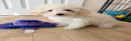 Maltipoo dogs for sale: Beautiful heath tested f1 Malitpoo babies  - Advert 17