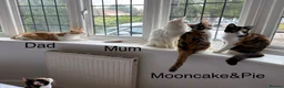Mixed Breed cats for sale: Bobtail and Ragdoll mixed - Advert 13
