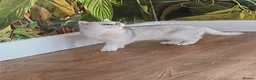 British Shorthair cats for sale: Beautiful Silver Tipped British Shorthair - Advert 6