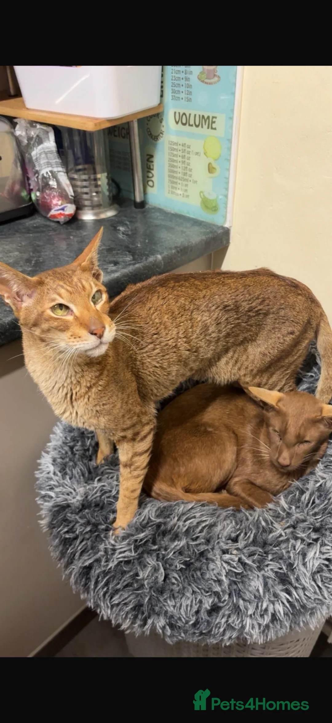 Oriental cats for sale: Two male oriental cats in Bedford - Advert 1