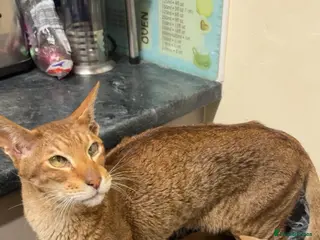 Oriental cats Two male oriental cats - Advert 1