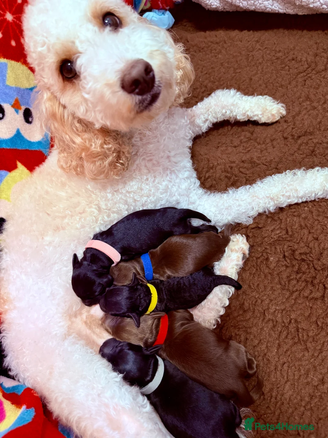 Cockapoo dogs for sale: F2B Cockapoo puppies Health-tested Pedigree lines  - Advert 2