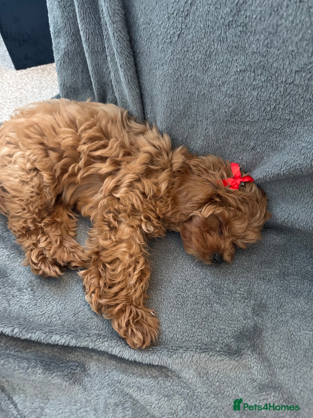 Cavapoo dogs for sale: REHOME  - Advert 2