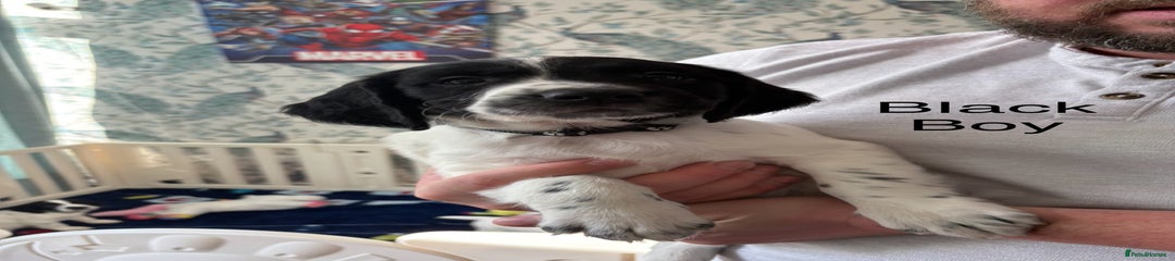 English Springer Spaniel Puppy 3