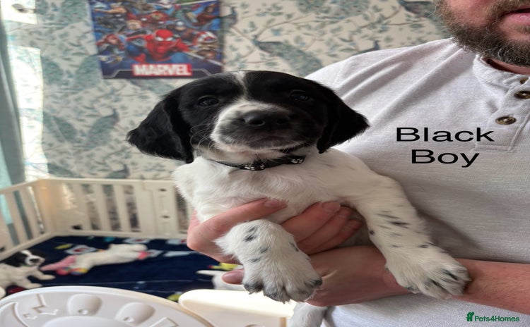 English Springer Spaniel dogs - Advert 3