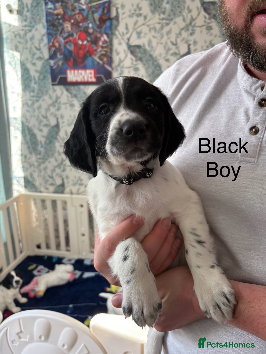 English Springer Spaniel dogs for sale: English Springer Spaniels - Image 1