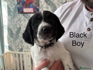English Springer Spaniel dogs - Advert 10