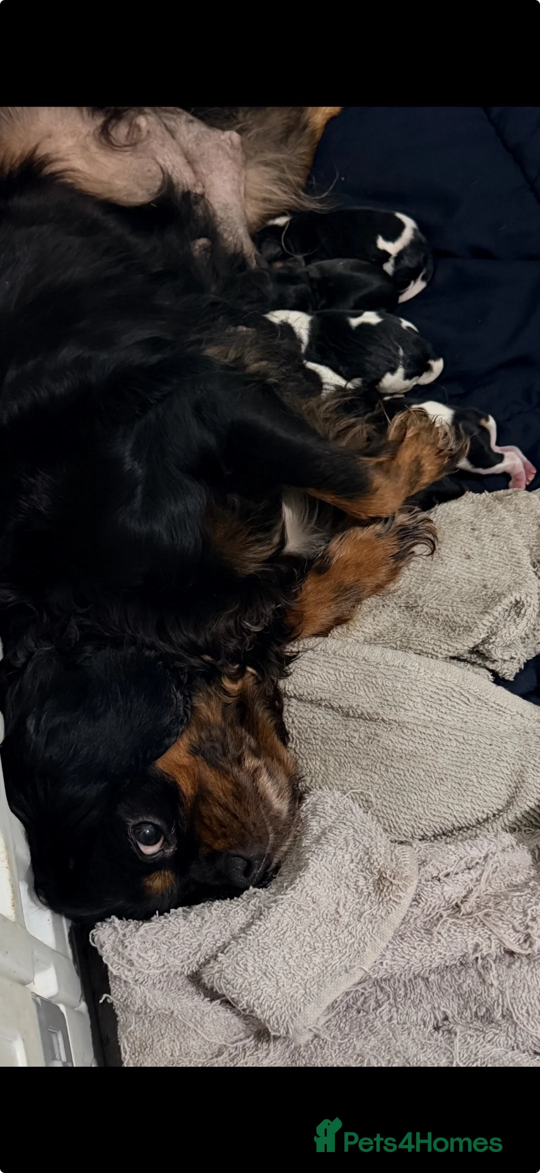 Cavalier King Charles Spaniel dogs for sale: Tri coloured and Black and Tan cavalier puppies  - Advert 2
