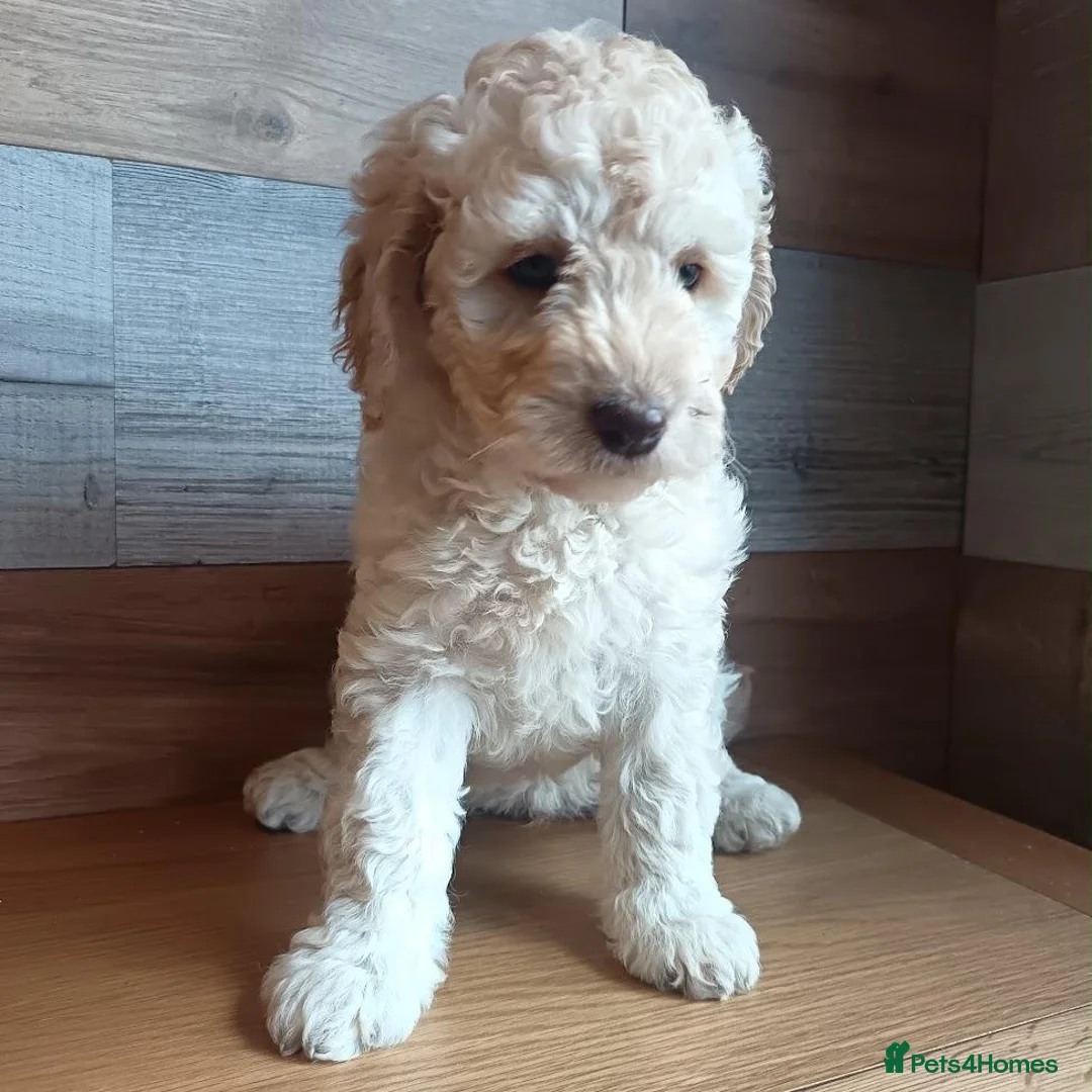 Australian Labradoodle dogs for sale: 🌈 Dark Chocolate (phantom) & Cream Girls ❤️ - Advert 2