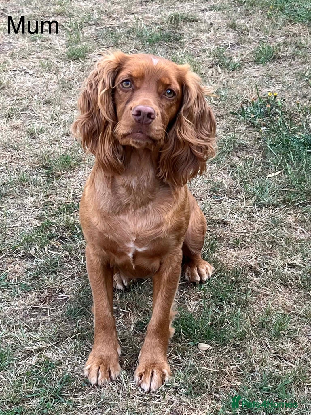 Cocker Spaniel dogs for sale: Cocker Spaniels  - Advert 5