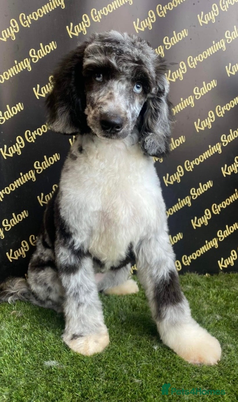 Sproodle dogs STUNNING F2 MERLE SPROODLES - Advert 1