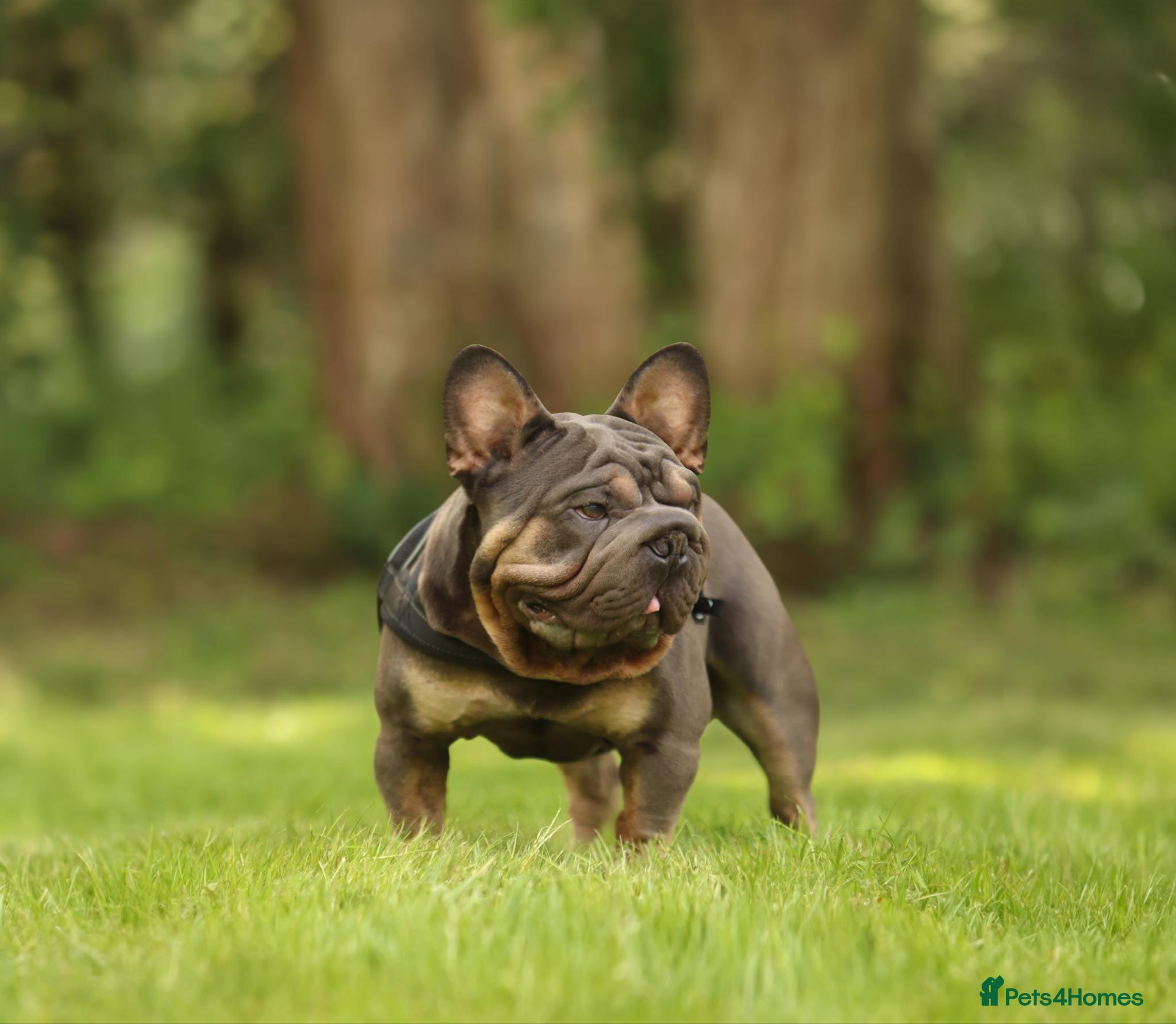 French Bulldog dogs VELVET FRENCH BULLDOG STUD in Norwich - Advert 4
