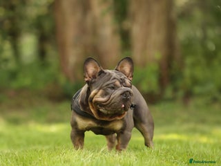 French Bulldog dogs in Norwich - Advert 24