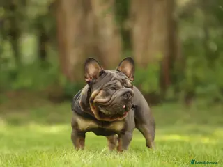 French Bulldog dogs VELVET FRENCH BULLDOG STUD in Norwich - Advert 13