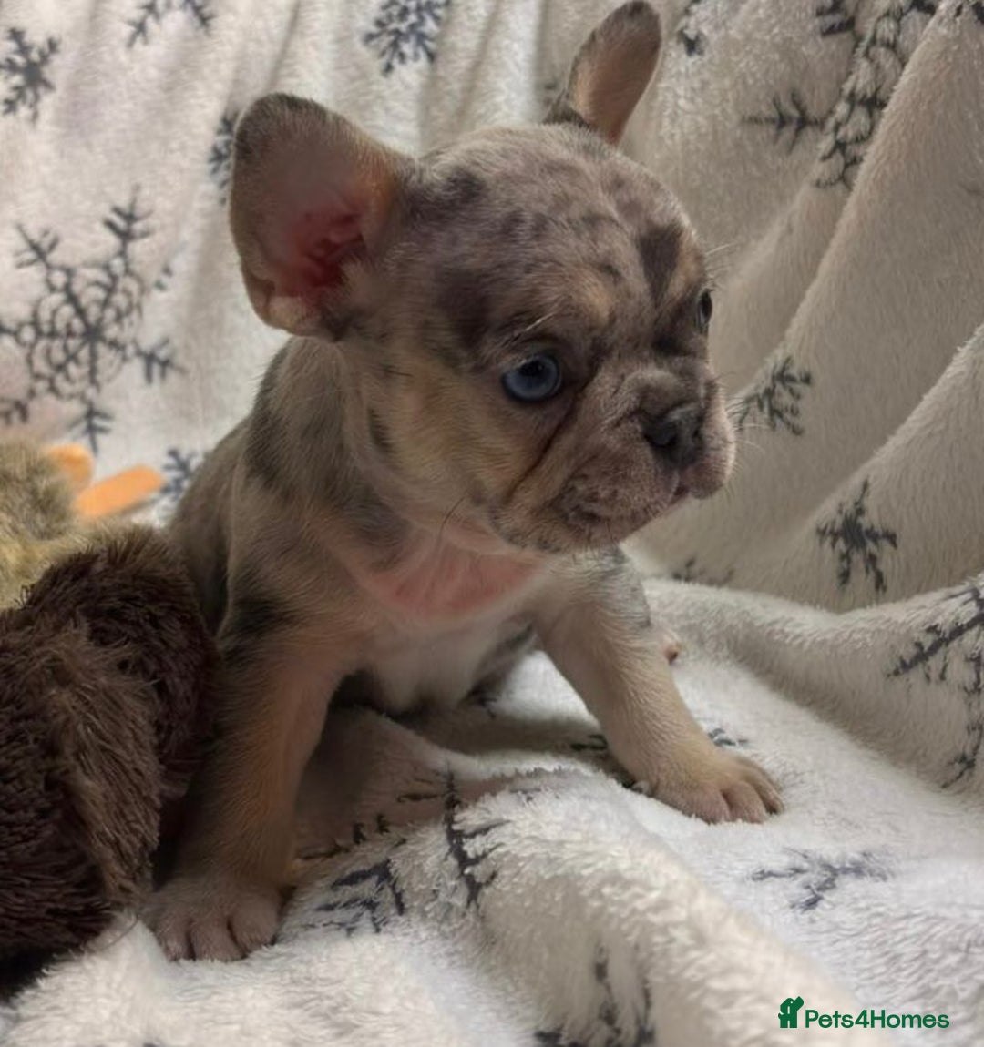 French Bulldog dogs for sale: Gorgeous French Bulldog Puppies - Advert 12