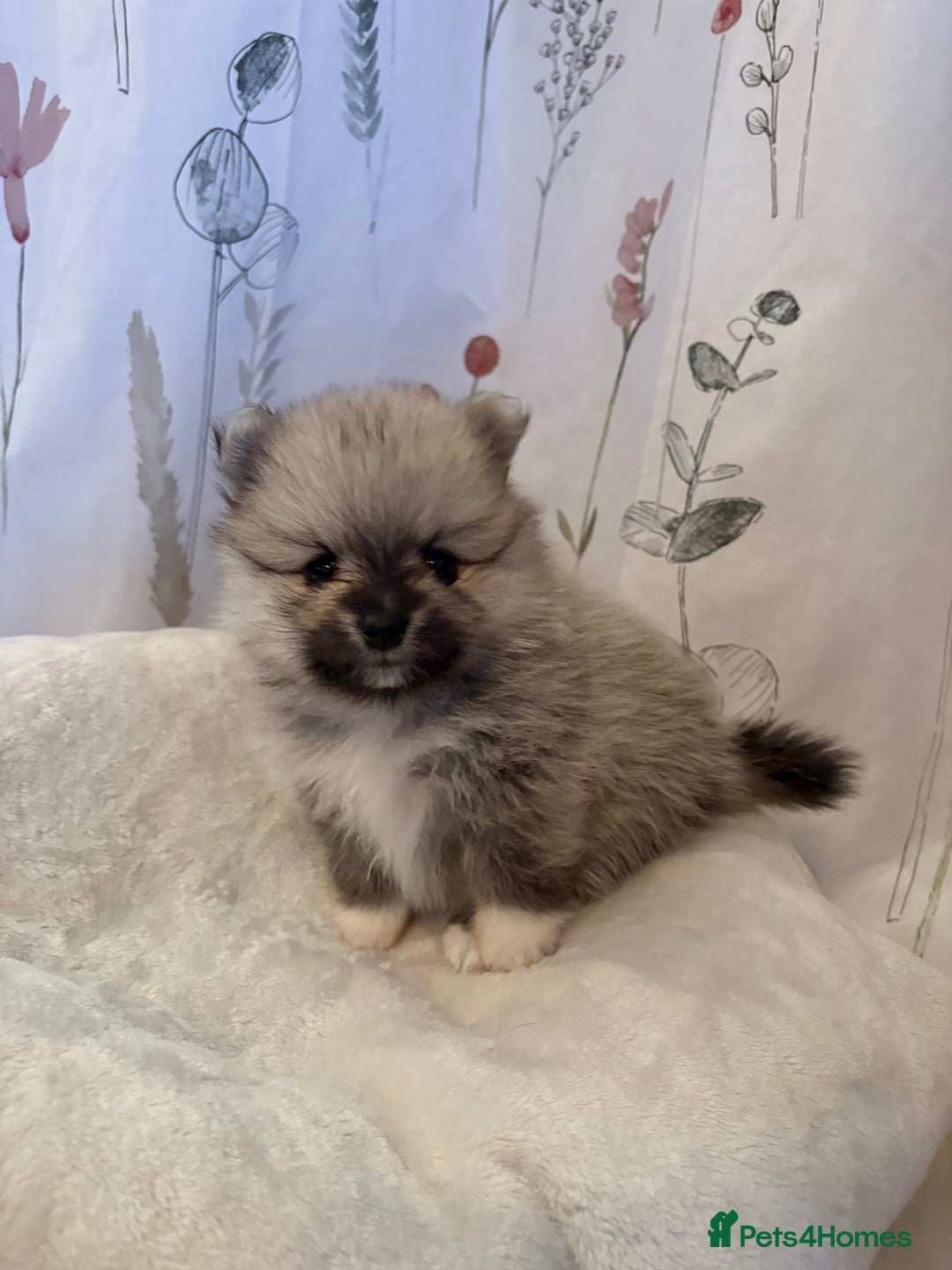 Pomeranian dogs for sale: Beautifu Litter- Russian/Chi Tien Pomeranian Pups - Advert 33