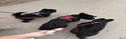 Scottish Terrier dogs for sale: 3 Beautiful KC Registered Scottish Terrier Males🐾 in Stone - Advert 29