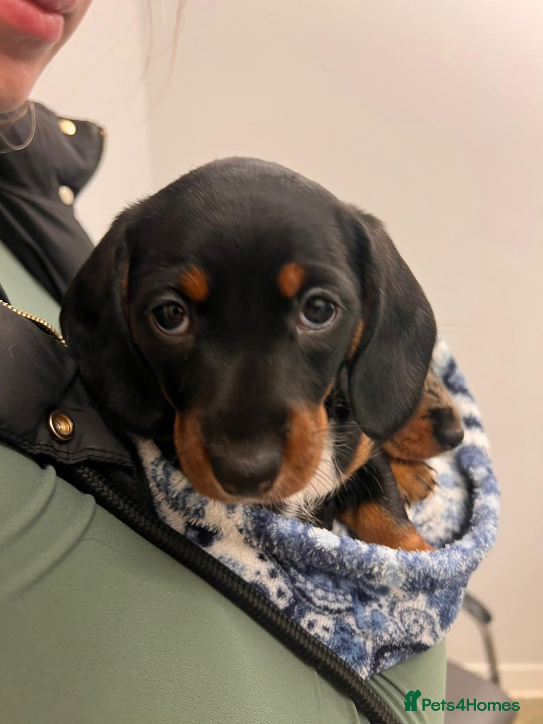 Dachshund dogs for sale: Female Merle and Female Black & Tan Dachshund  - Advert 6