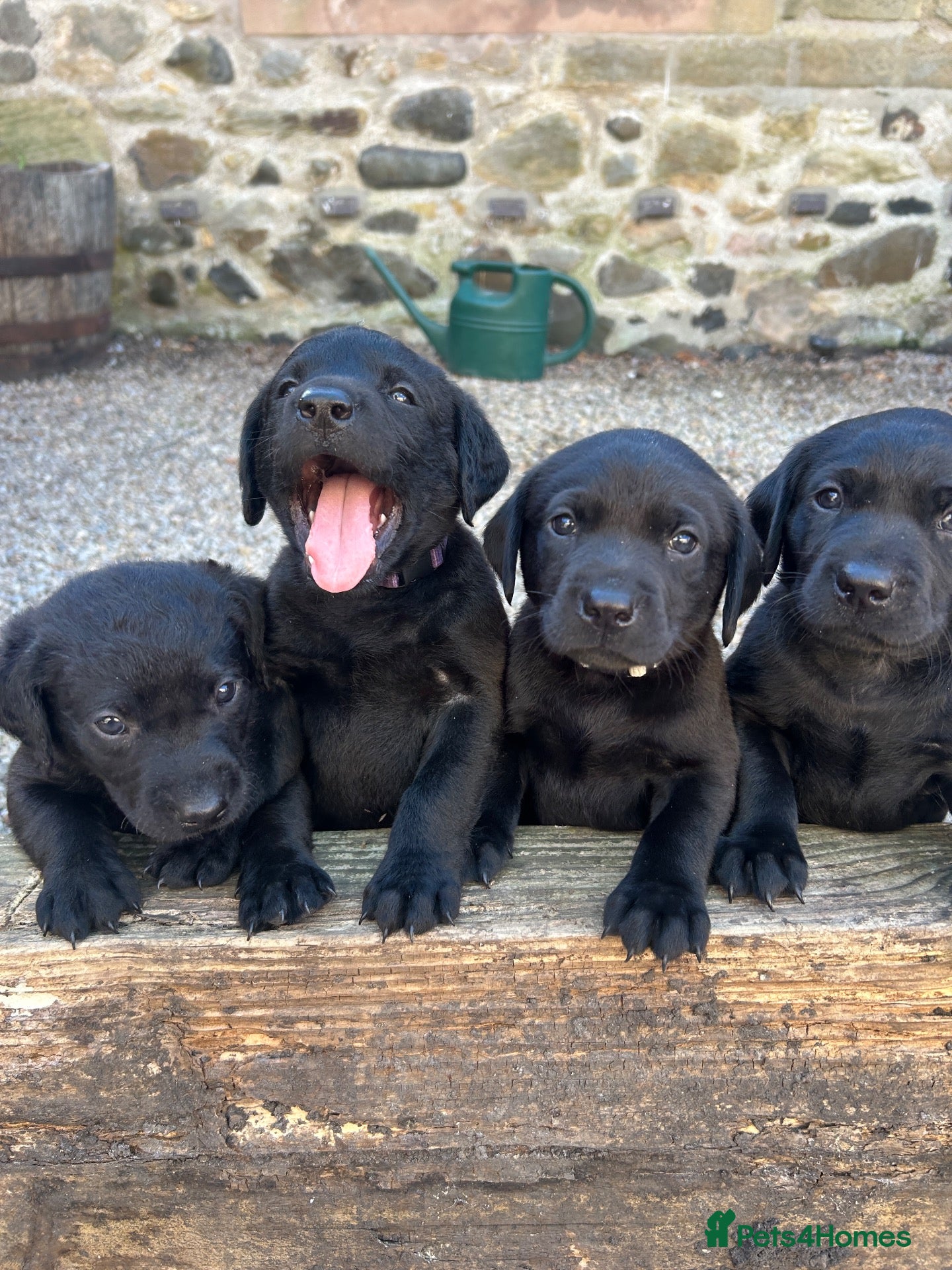 Labrador Retriever dogs Labrador puppies- TWO BOYS AVAILABLE  - Advert 11