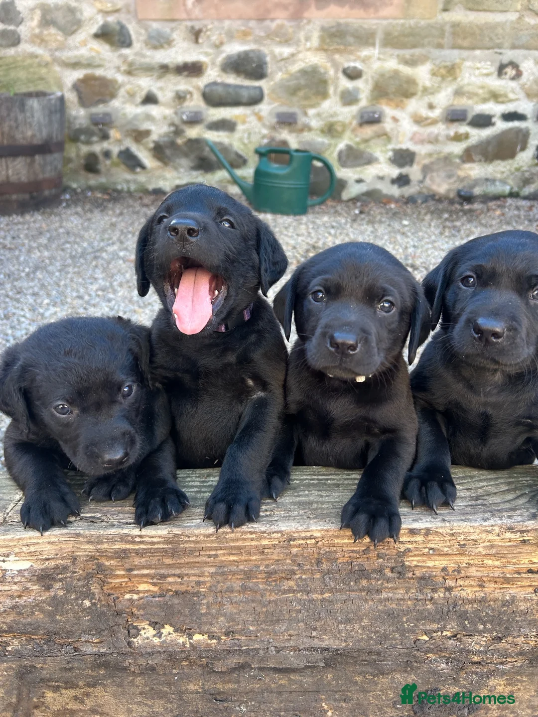 Labrador Retriever dogs for sale: Labrador puppies- TWO BOYS AVAILABLE  - Advert 1
