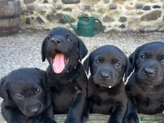 Labrador Retriever dogs Labrador puppies- TWO BOYS AVAILABLE - Advert 11