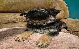 German Shepherd dogs for sale: Ready Now-KC, health Tested German Shepherd Pups - Image 15