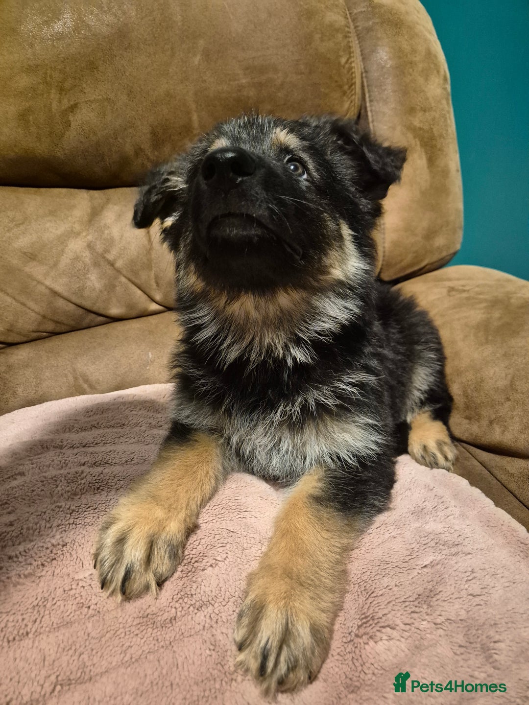 German Shepherd dogs for sale: Ready Now-KC, health Tested German Shepherd Pups - Image 15