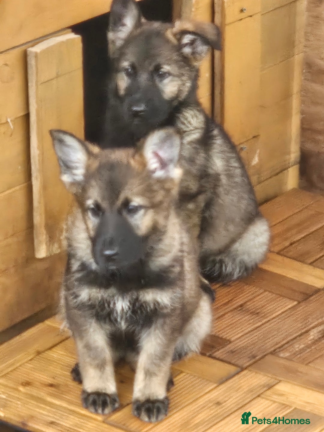 German Shepherd dogs for sale: German Shepherd Puppies – Working Line - Image 7