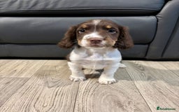 Cocker Spaniel dogs for sale: Cocker Spaniel Puppies Ready Now - Image 8