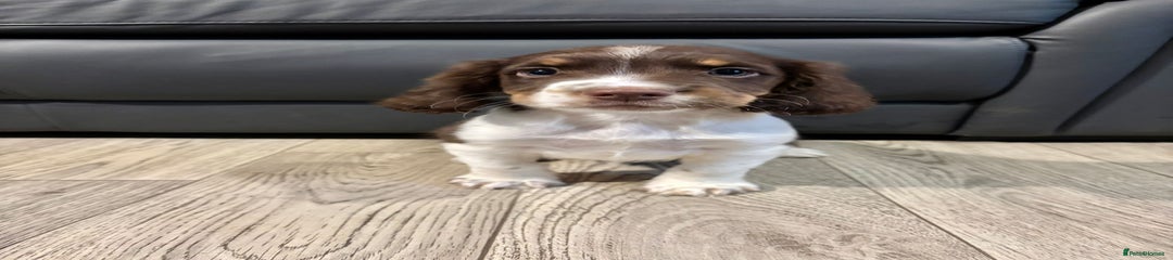 Cocker Spaniel Puppy 3