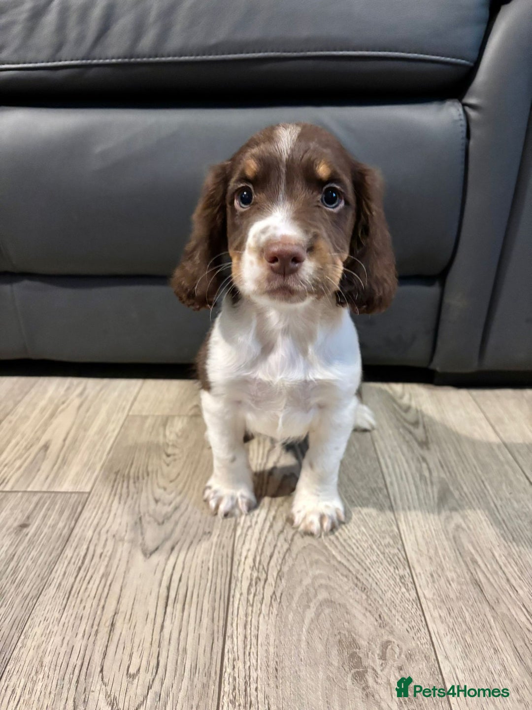 Cocker Spaniel dogs for sale: Cocker Spaniel Puppies Ready Now - Image 8