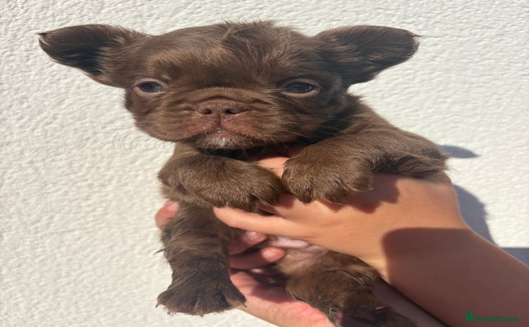 French Bulldog dogs - Advert 4