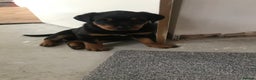 Rottweiler dogs for sale: Bruce * Rehome *  - Advert 10