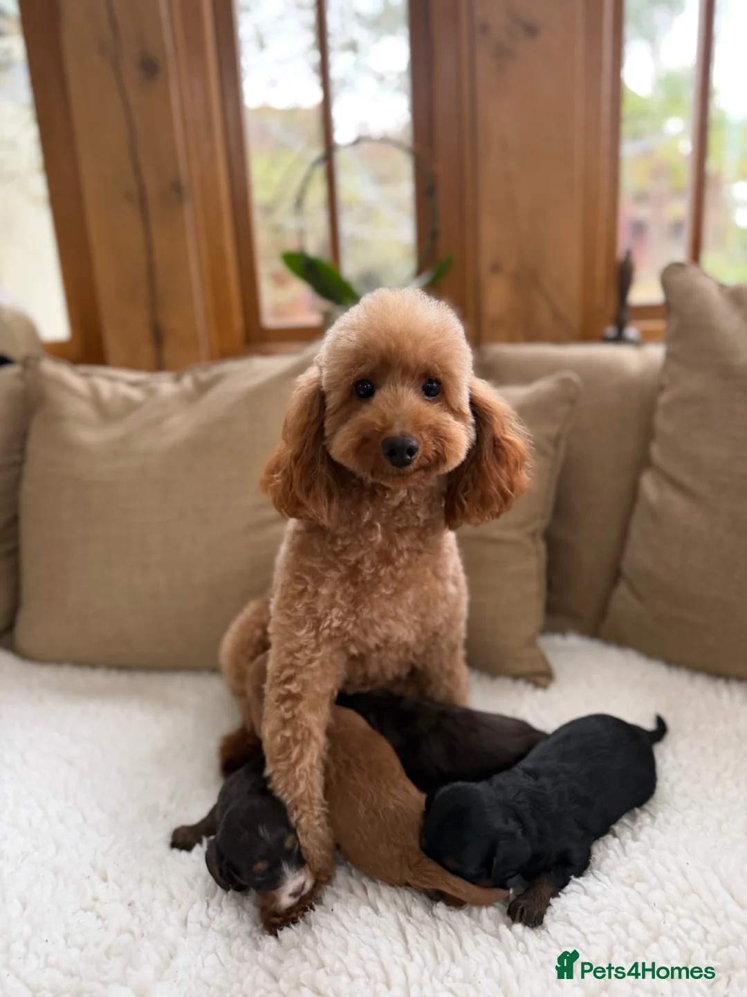 Cavapoo dogs for sale: F1 E ** tensively health tested toy cavapoos  in Romford - Advert 2