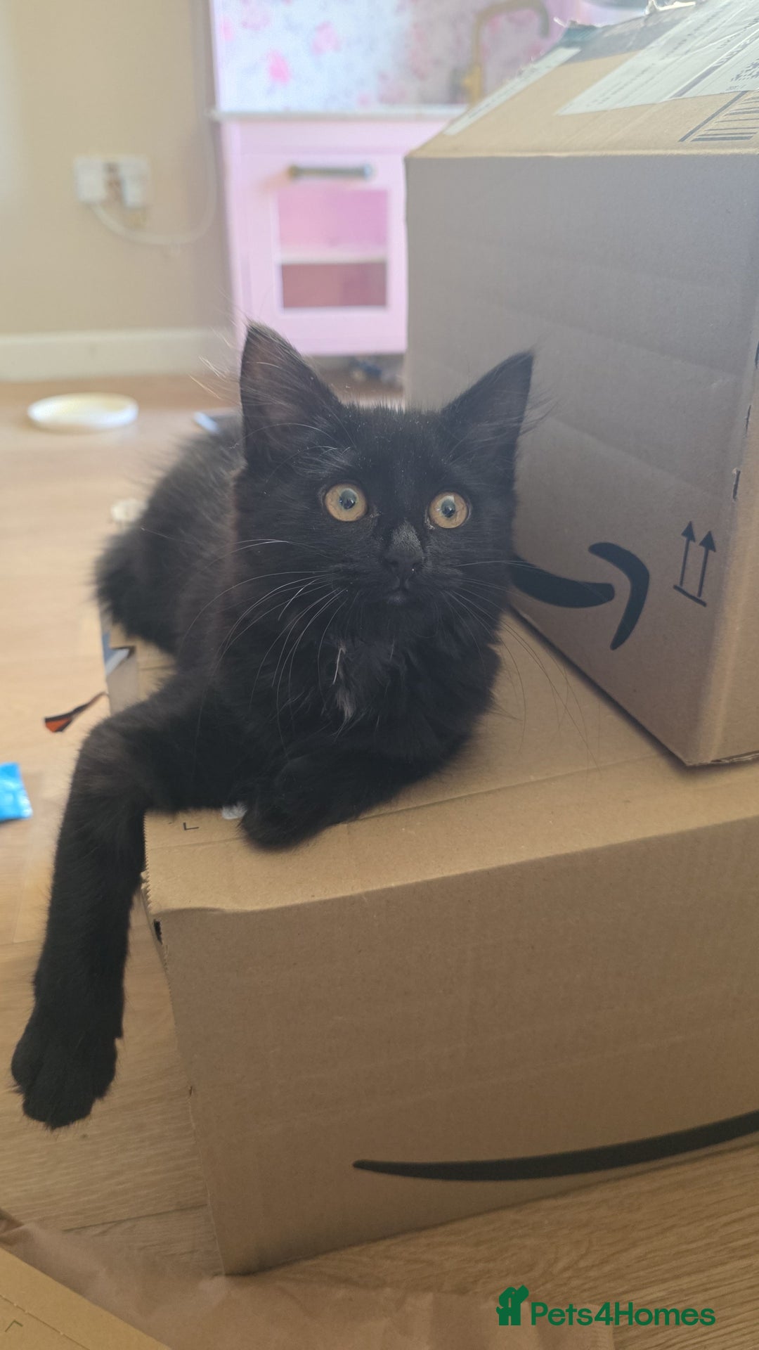 Mixed Breed cats for sale: Fluffy black kitten - Advert 1