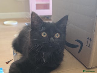 Mixed Breed cats Fluffy black kitten - Advert 1