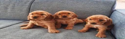 Cocker Spaniel dogs for sale: Golden showtype Cocker spaniel puppies - Advert 1