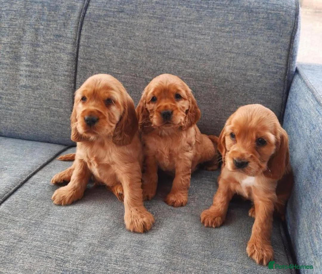 Cocker Spaniel dogs for sale: Golden showtype Cocker spaniel puppies - Advert 1