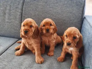 Cocker Spaniel dogs Golden showtype Cocker spaniel puppies - Advert 11