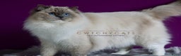 Ragdoll cats for sale: Pedigree Adult Ragdolls  - Advert 6