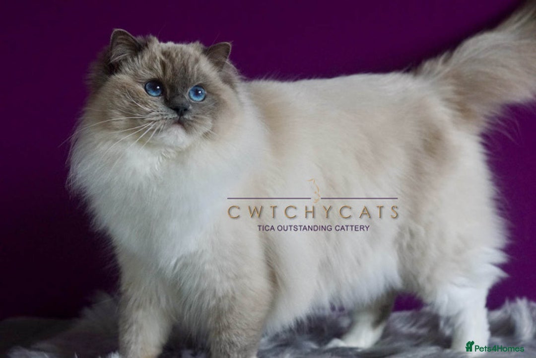 Ragdoll cats for sale: Pedigree Adult Ragdolls  - Advert 6