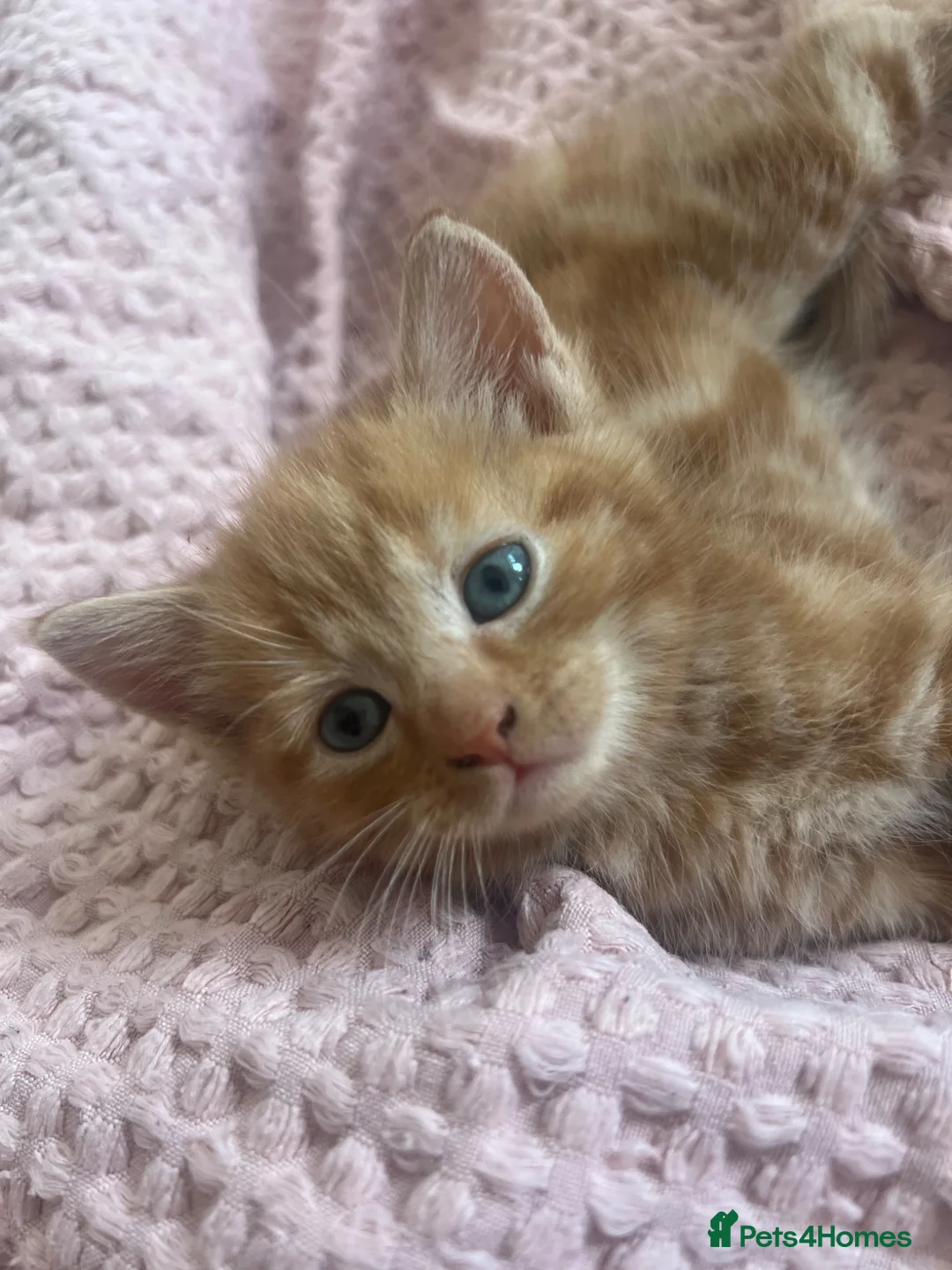 Mixed Breed cats for sale: Ginger Mixed Breed Kittens  - Advert 2