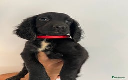 Cocker Spaniel dogs for sale: Fully health tested/champion bloodlines - Image 12