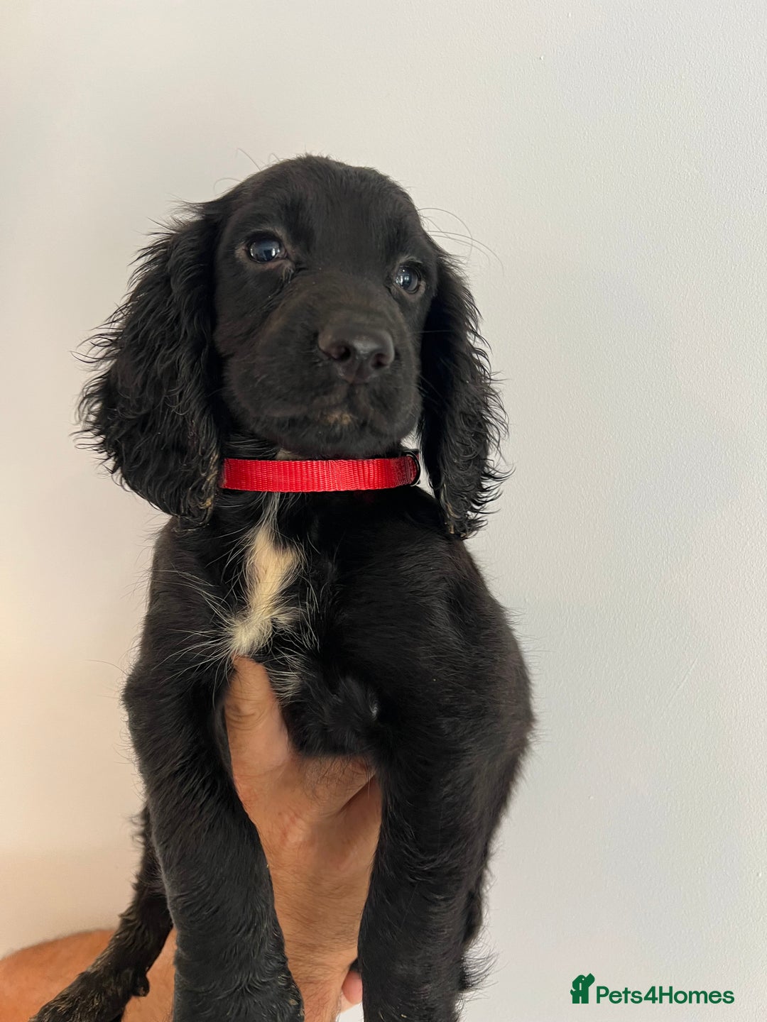 Cocker Spaniel dogs for sale: Fully health tested/champion bloodlines - Image 12