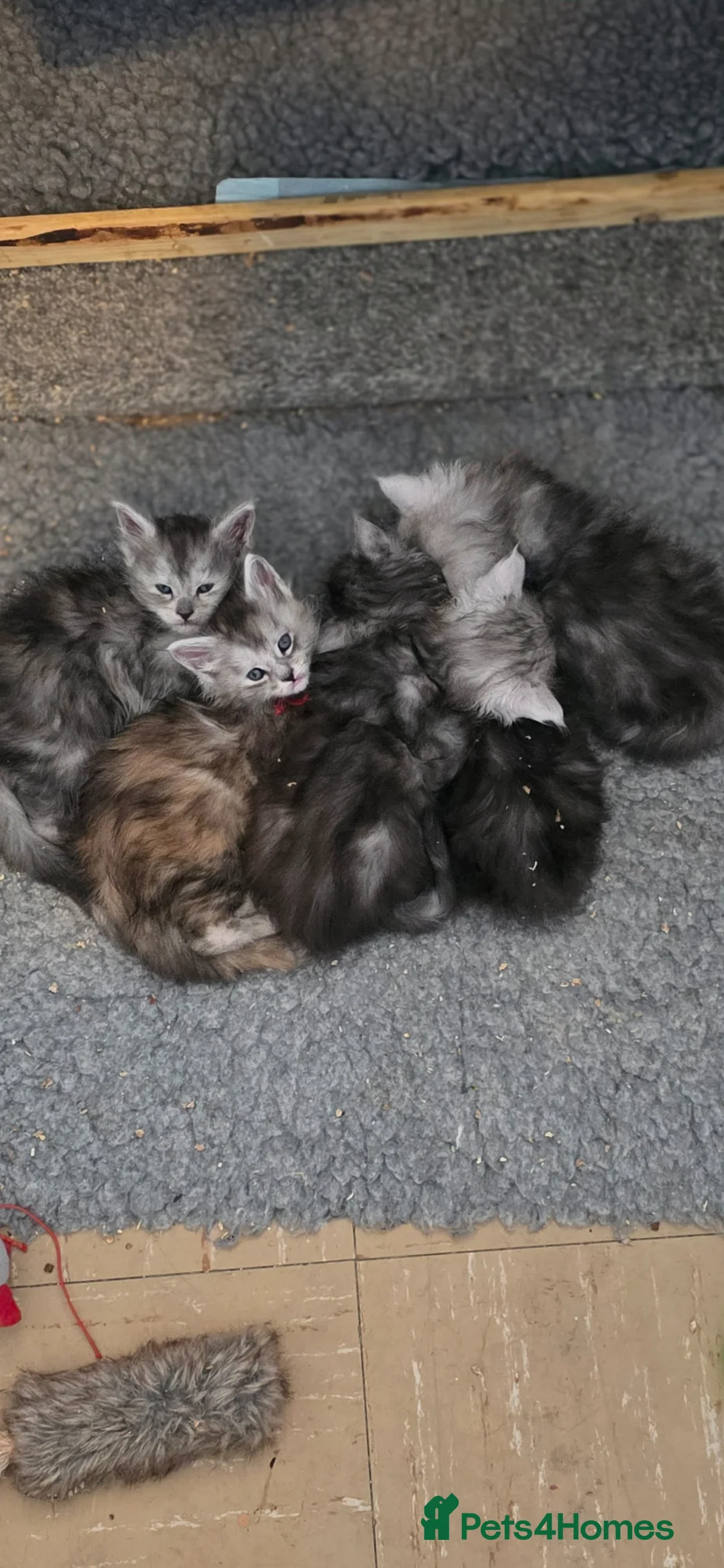 Maine Coon cats for sale: 5 Stunning Maine Coon kittens for Sale - Advert 3