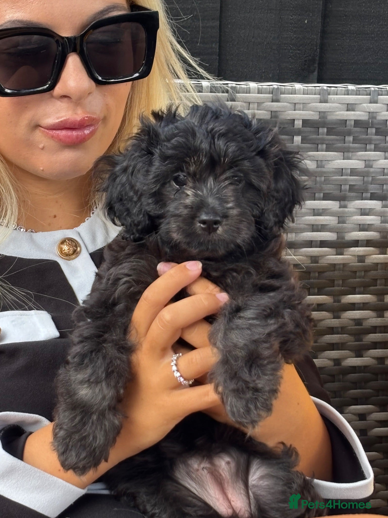 Cavapoo dogs 🌷F1 TOY CAVAPOO 5* HEALTH CHECK 🌷 - Advert 8